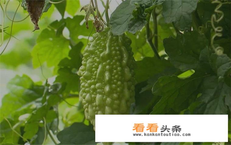 苦瓜缺素症有哪些表现？该怎么防治？