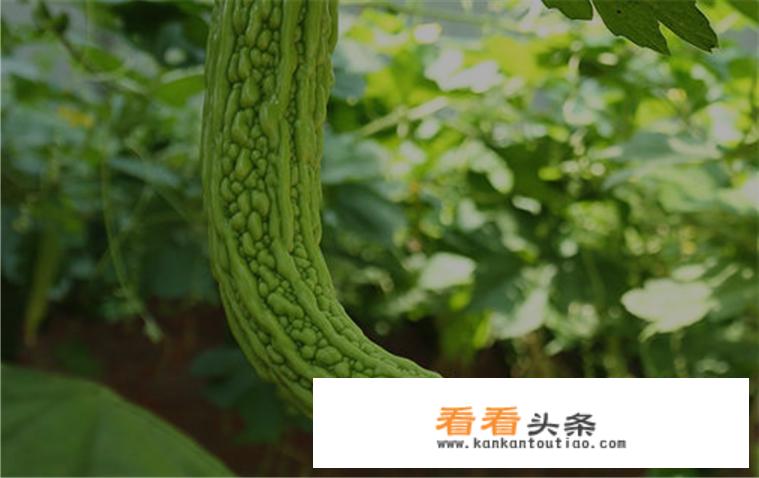 苦瓜缺素症有哪些表现？该怎么防治？