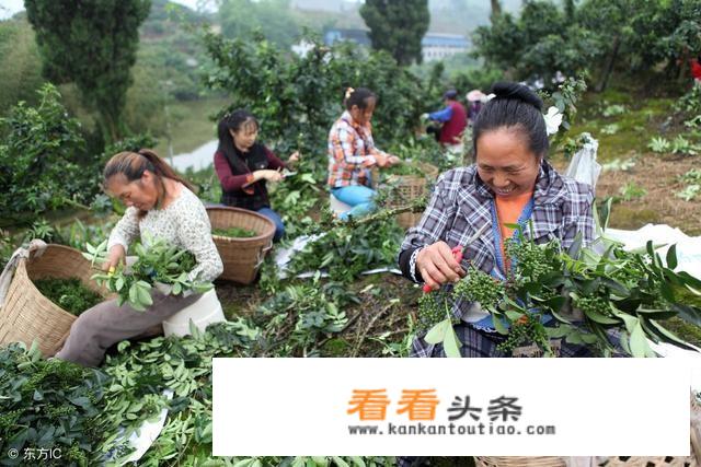 如何快速高效采摘花椒？