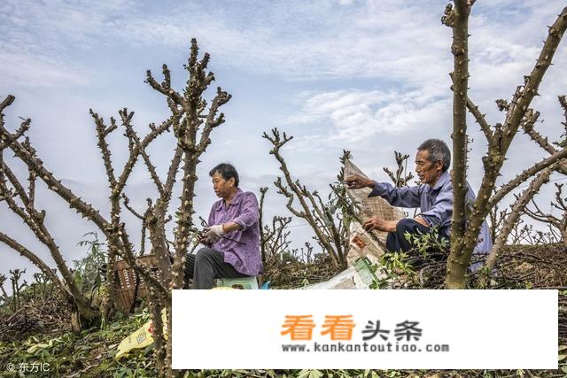 如何快速高效采摘花椒？