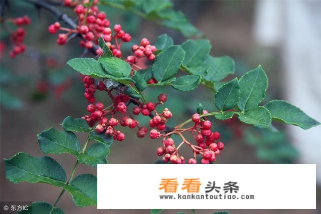 如何快速高效采摘花椒？
