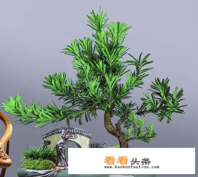 松树盆景种植方法？