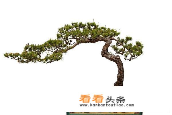 松树盆景种植方法？