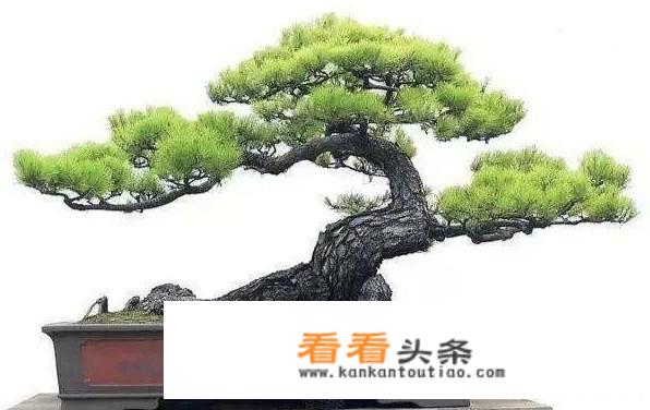 松树盆景种植方法？
