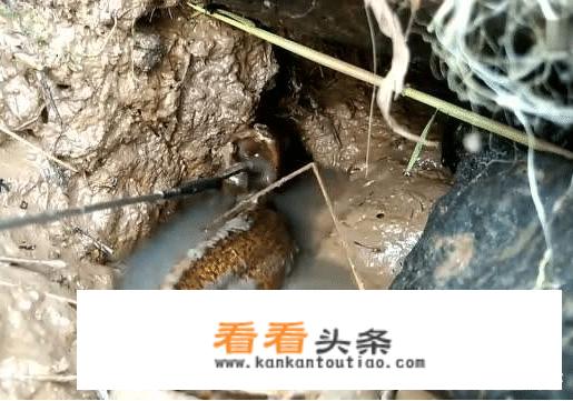 黄鳝爱吃什么食物？