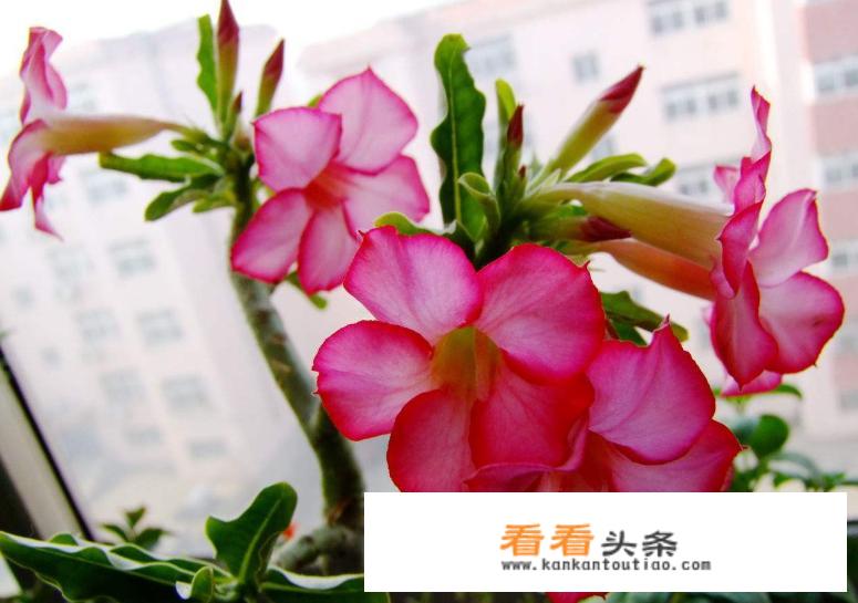 星露谷物语冬天不能去沙漠么？