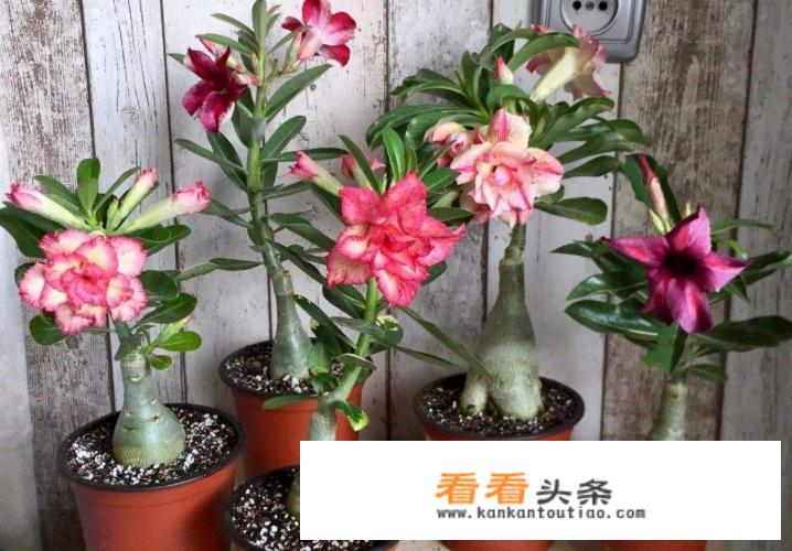 星露谷物语冬天不能去沙漠么？