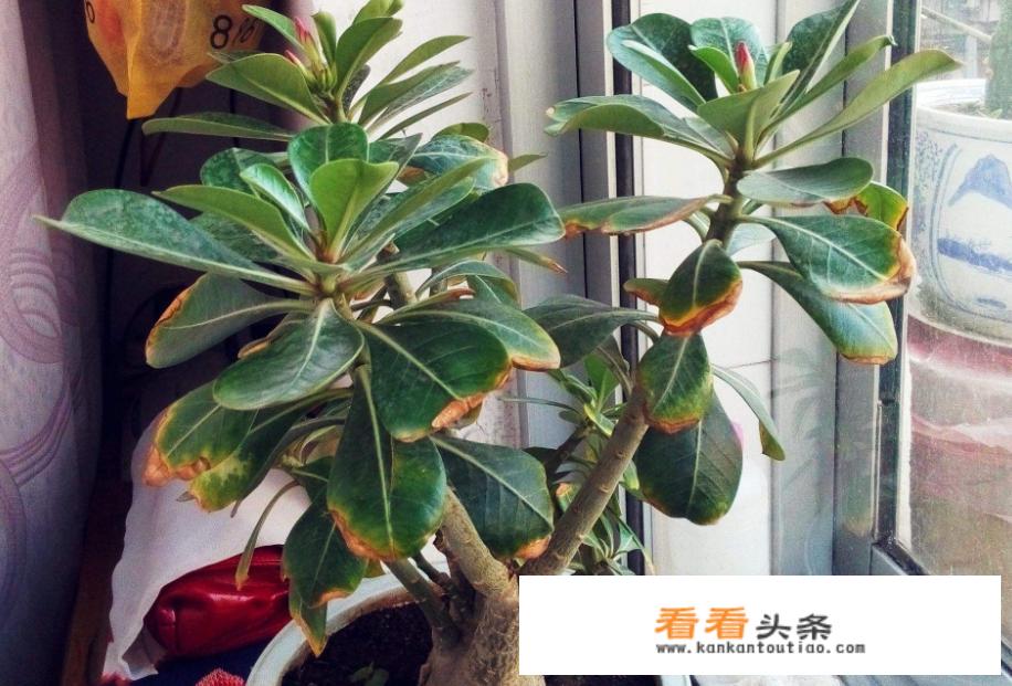 星露谷物语冬天不能去沙漠么？