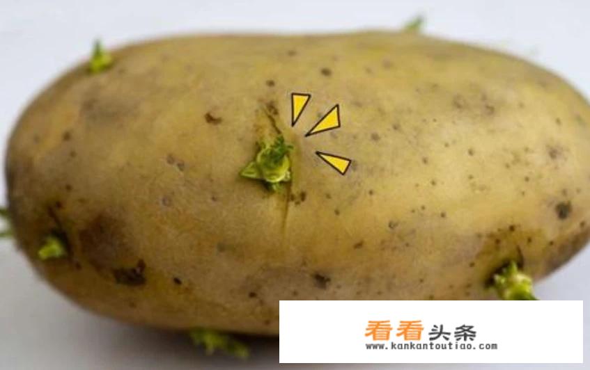 发芽的马铃薯能吃吗？