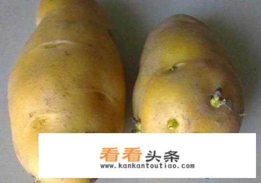 发芽的马铃薯能吃吗？