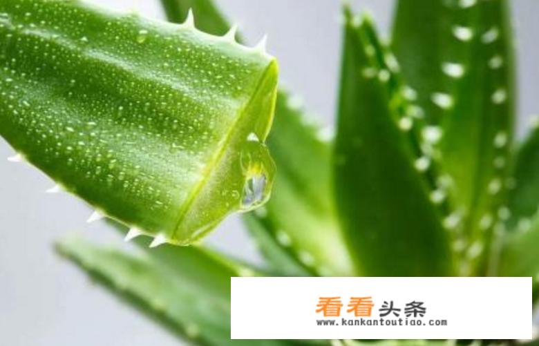 多肉可以吃吗？