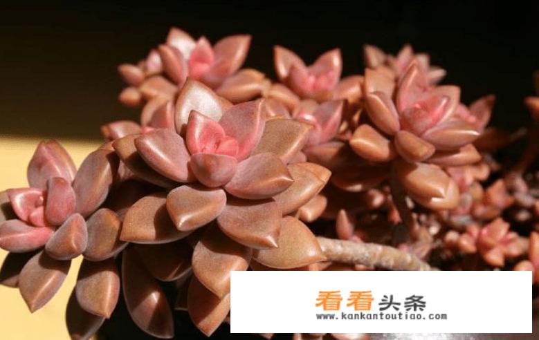 多肉可以吃吗？