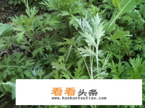艾叶的图片和鉴别方法？