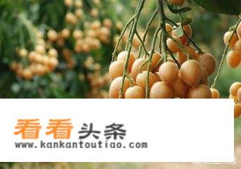 夏天吃黄皮果有什么好处和坏处？
