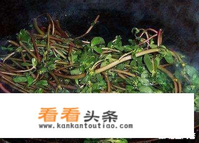 马齿苋可以晒干泡水喝吗？还有药用价值吗？