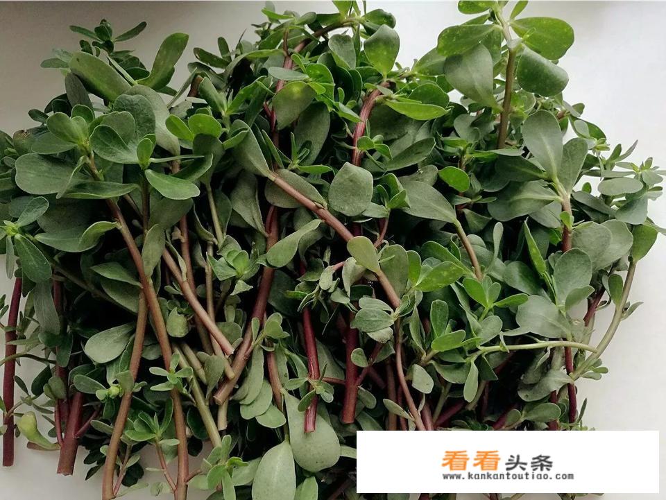 马齿苋可以晒干泡水喝吗？还有药用价值吗？