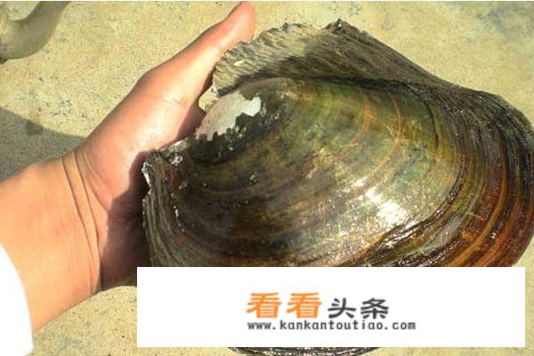 河蚌的清洗方法和步骤？