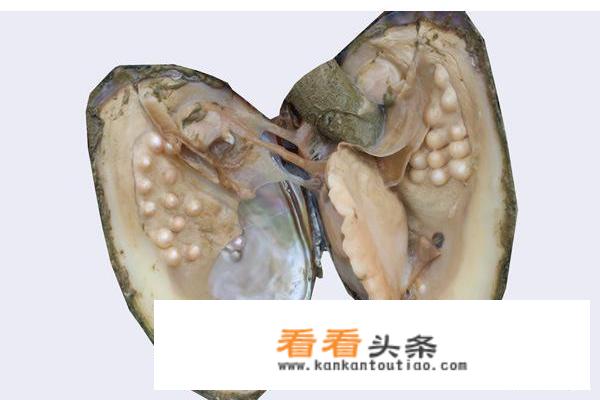 河蚌的清洗方法和步骤？
