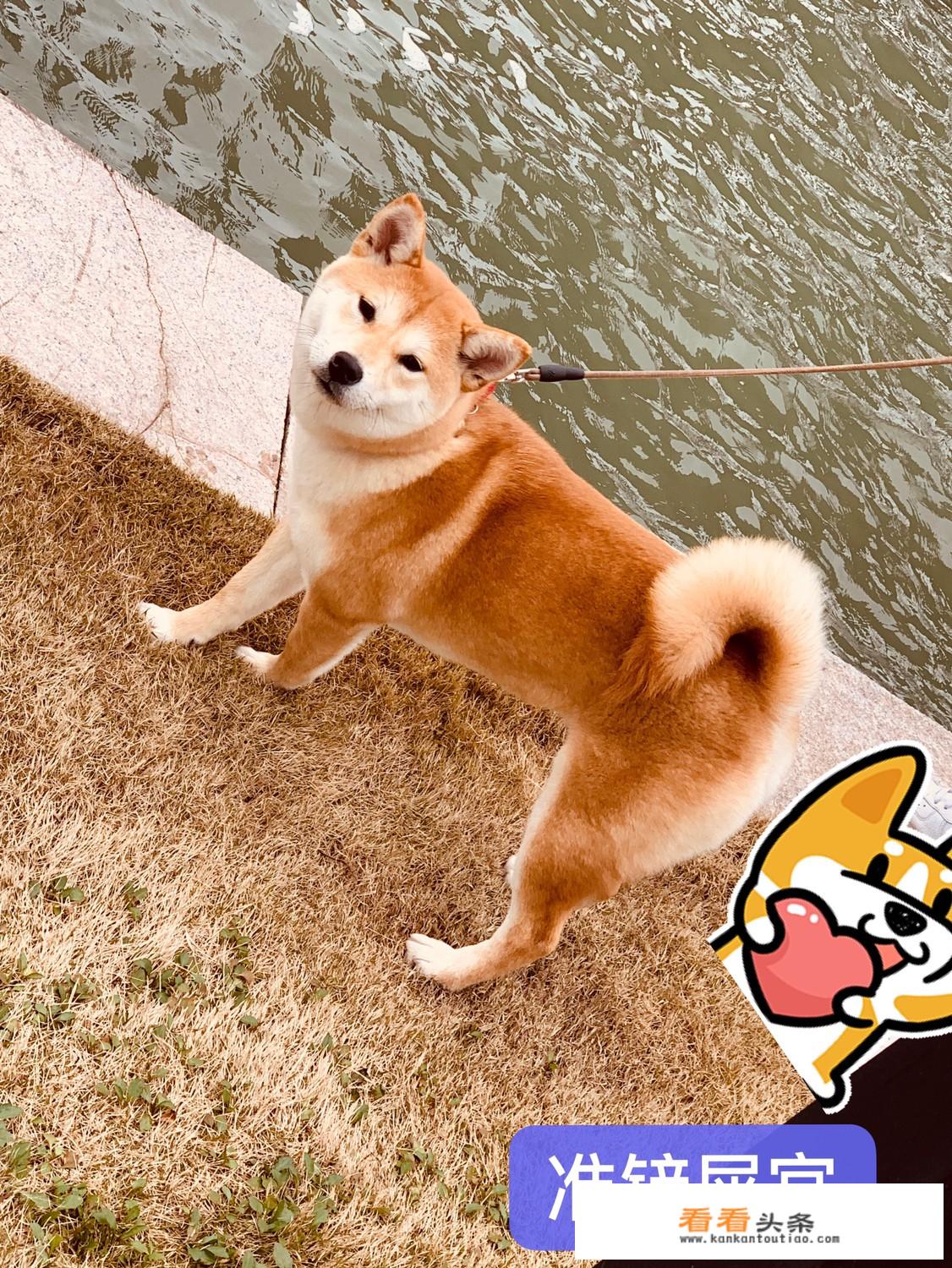寂寞的门原唱？