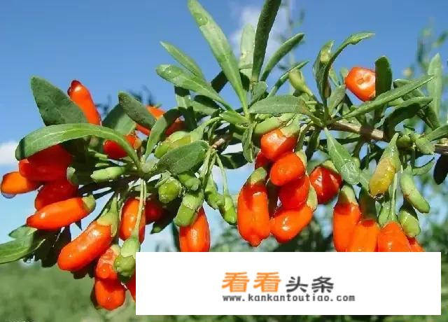中卫哪里有免费的沙漠？