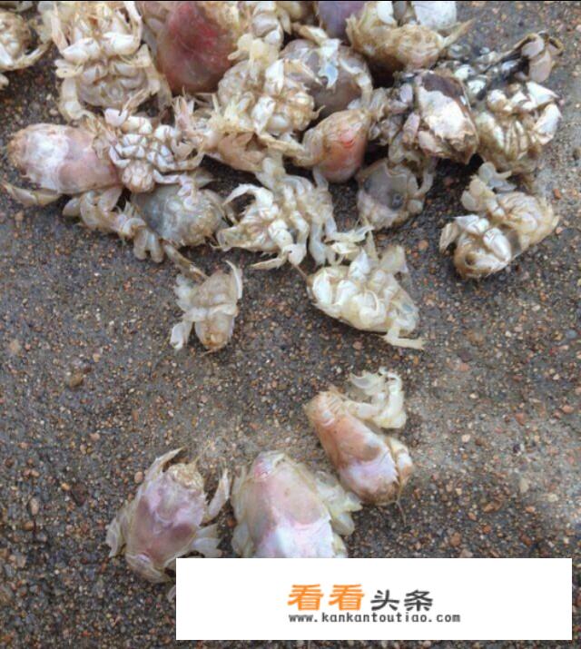 青岛市民组团挖海知了，海知了是什么？