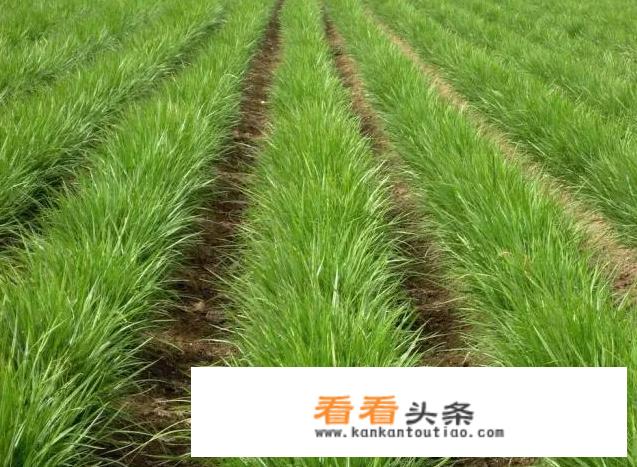 如何科学栽培油莎豆？有没有什么好方法？