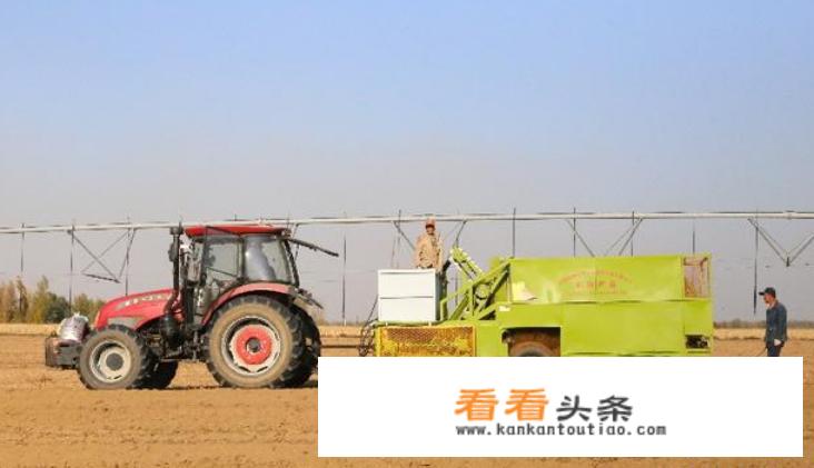 如何科学栽培油莎豆？有没有什么好方法？