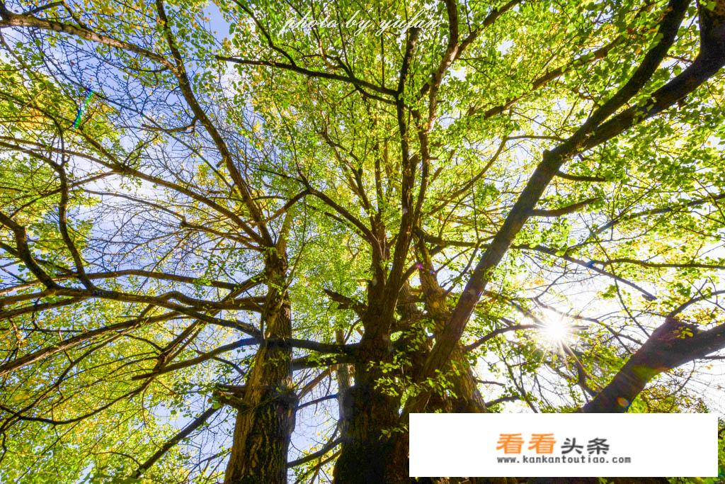 腾冲景区恢复开放时间? 腾冲景区恢复开放时间?