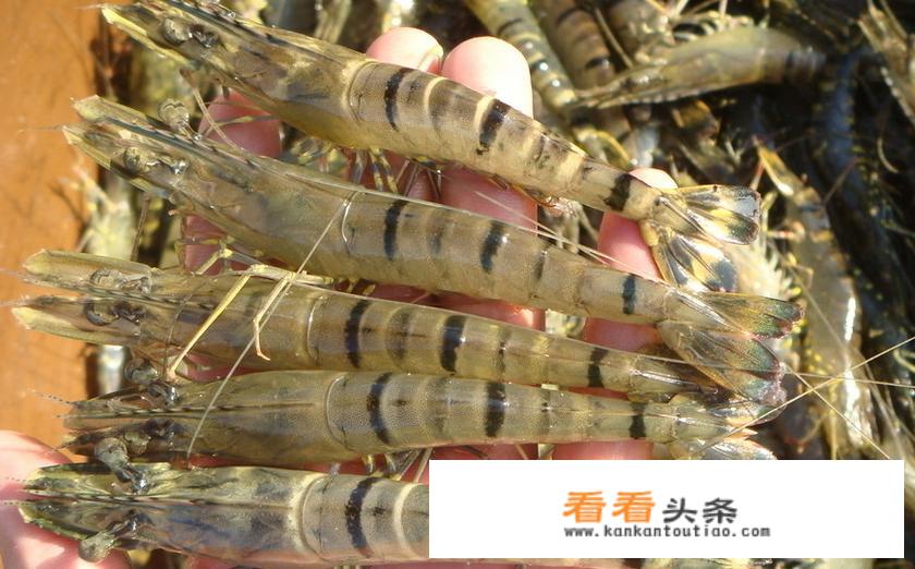 有人说南美白对虾比竹节虾(草虾)更抗病毒，更高产量，已经取代了日本对虾的养殖，是这样的吗？