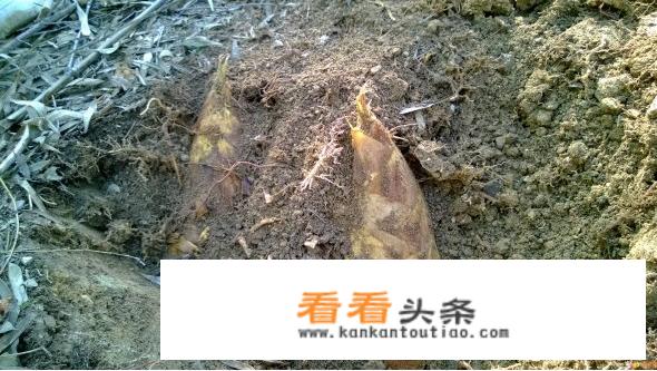 2024春笋什么时候采挖？