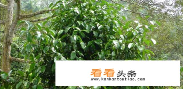 山竹树长什么样？