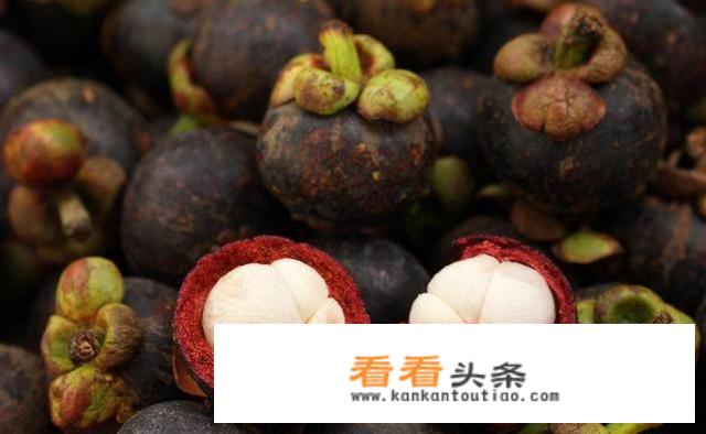 山竹树长什么样？