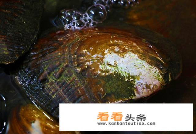 怎么用河蚌养殖淡水珍珠？