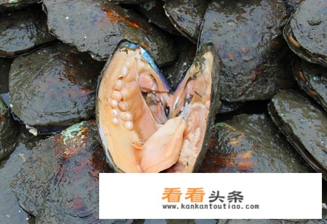 怎么用河蚌养殖淡水珍珠？