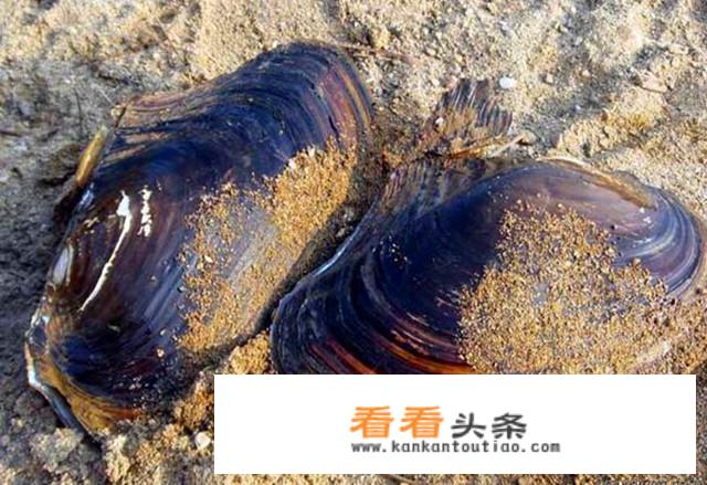 怎么用河蚌养殖淡水珍珠？