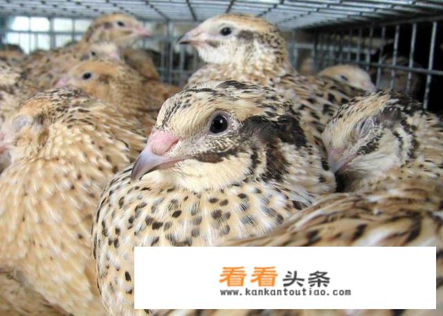 有些农村老人爱说的“飞禽数鹌鹑，走兽数狗肉”是什么意思？你认为有道理吗？