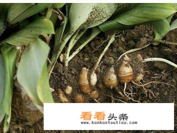 山奈苦吗？