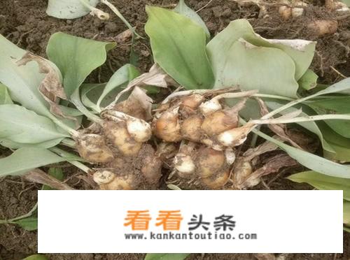 山奈苦吗？