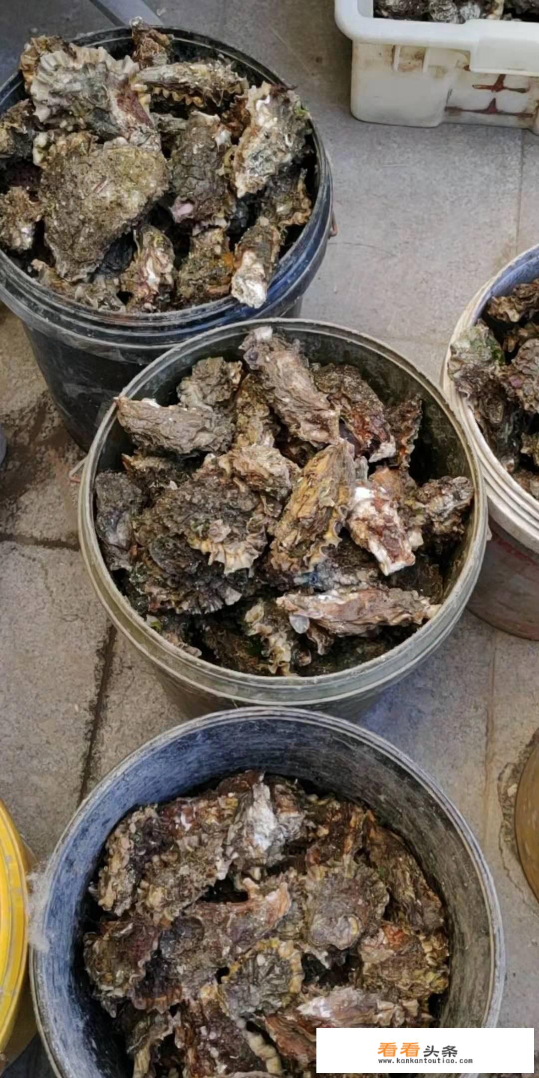 海蛎子煮多长时间更佳？