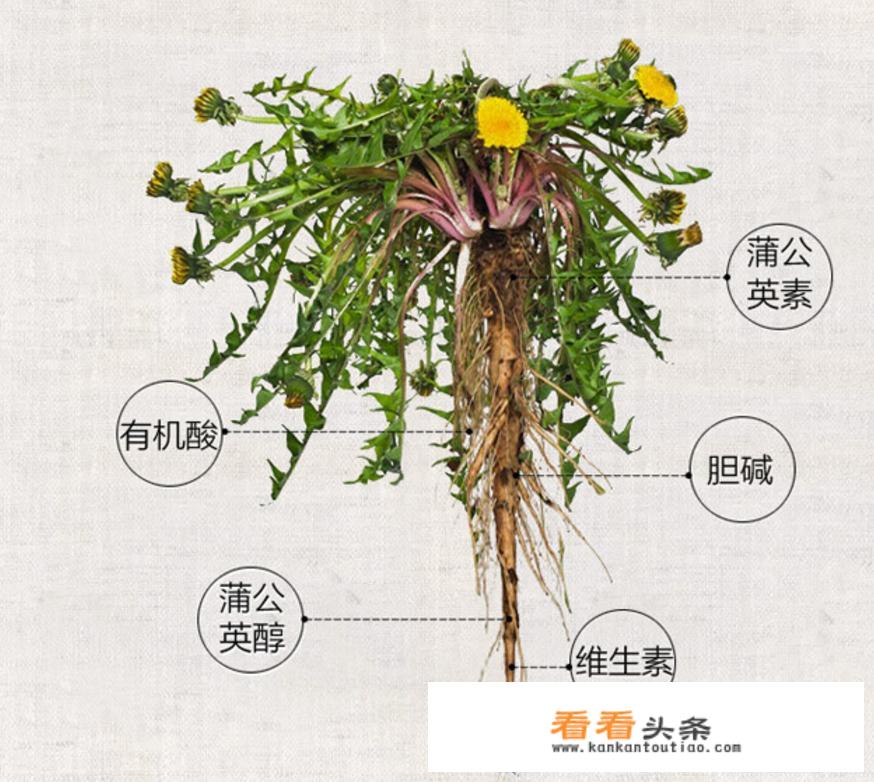 已经入伏了，想要健脾祛湿，喝“一汤”，吃“二瓜”，饮“三茶”，具体指什么呢？