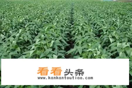 大豆喷施白醋能增产吗？