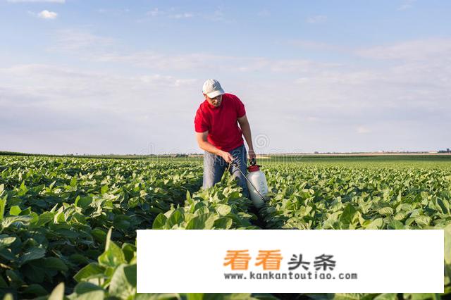 大豆喷施白醋能增产吗？
