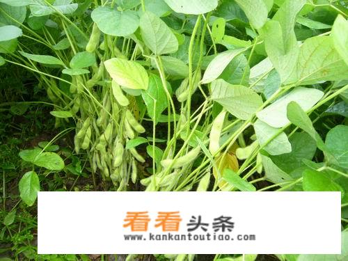 大豆喷施白醋能增产吗？