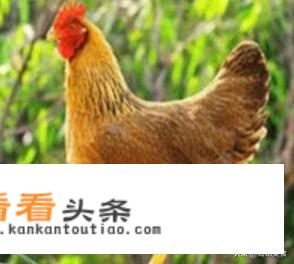 八斤重的鸡做叫花鸡要烧多少分钟？