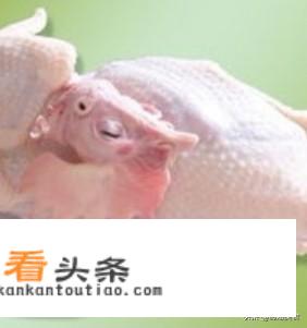 八斤重的鸡做叫花鸡要烧多少分钟？