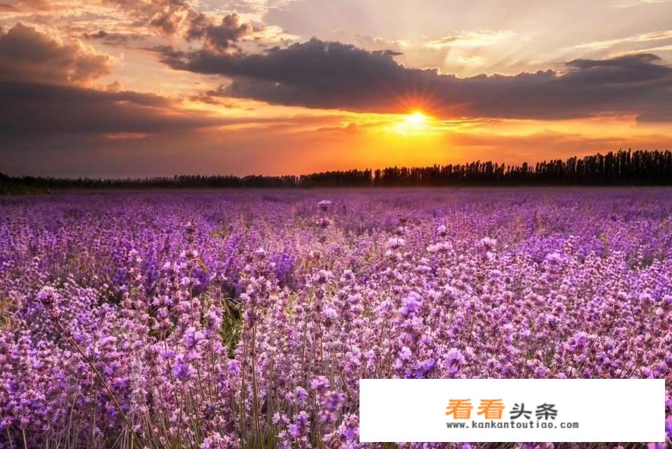 新疆玖红硅业有几台炉子？