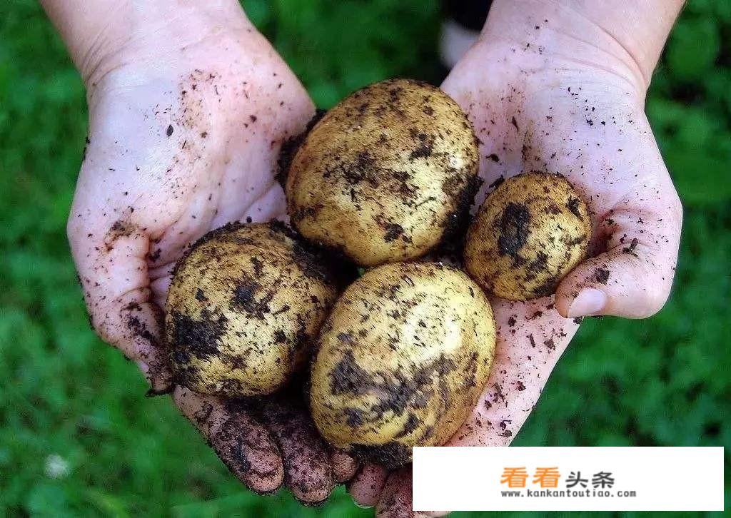 土豆丝怎么做更好吃？