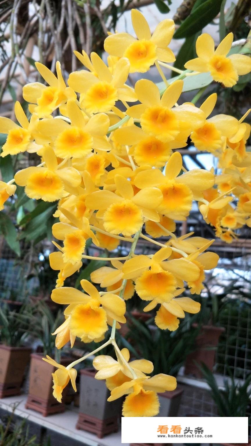 石斛花做法？