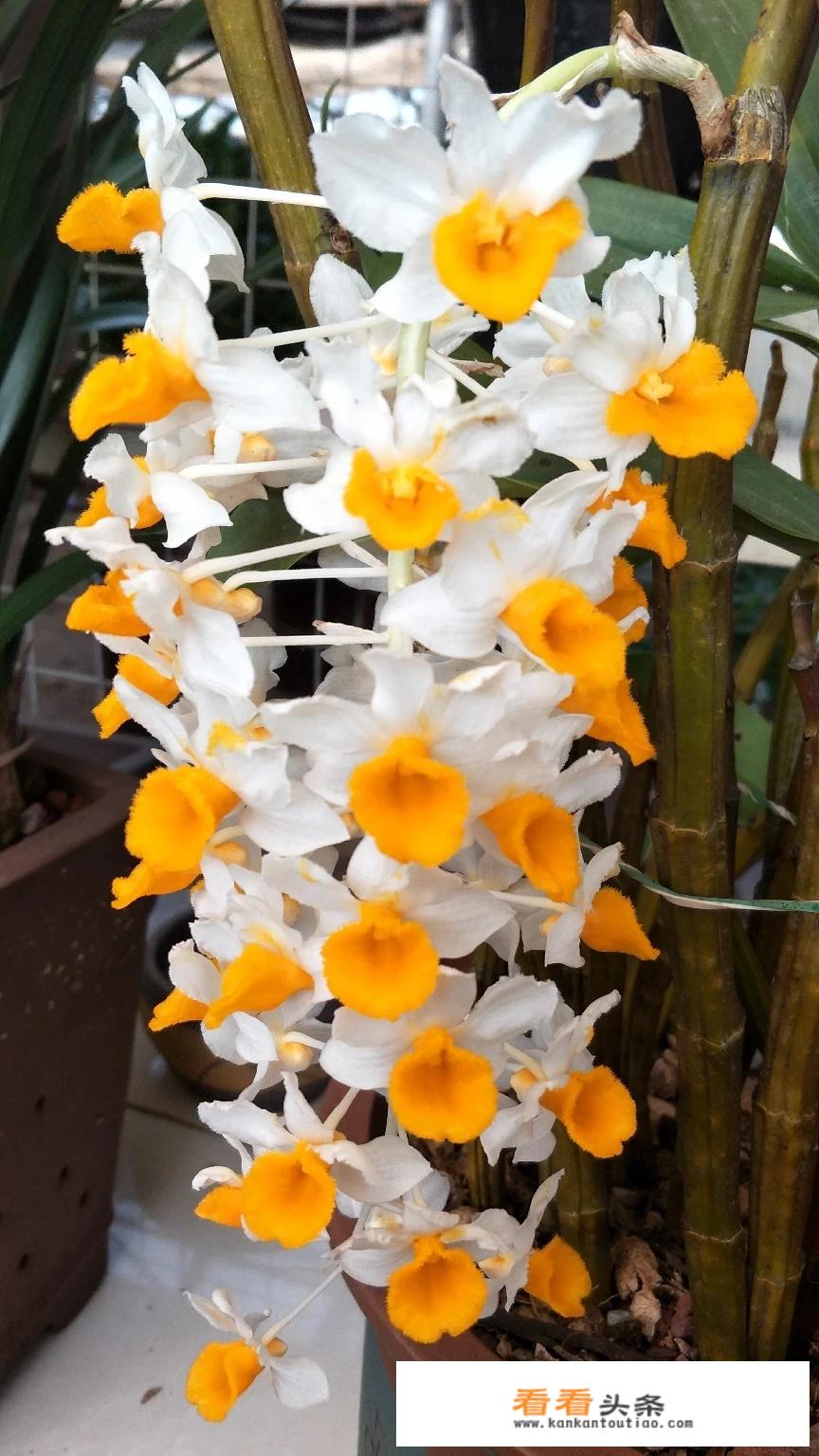 石斛花做法？