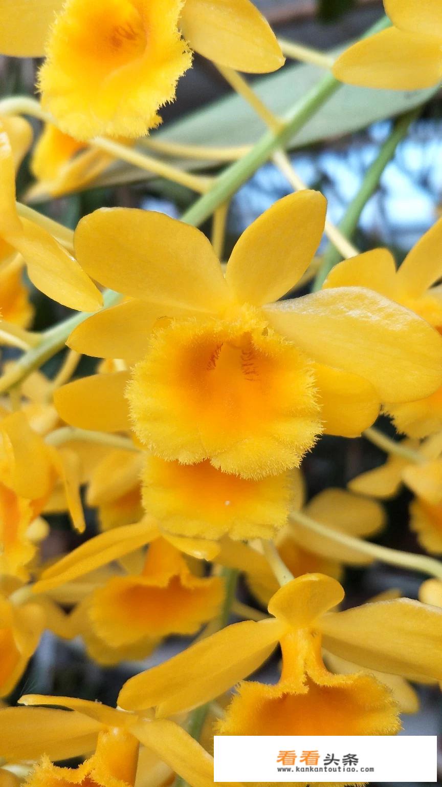 石斛花做法？